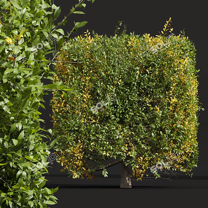 Waxyleaf Privet Plant Models 3D model image 2