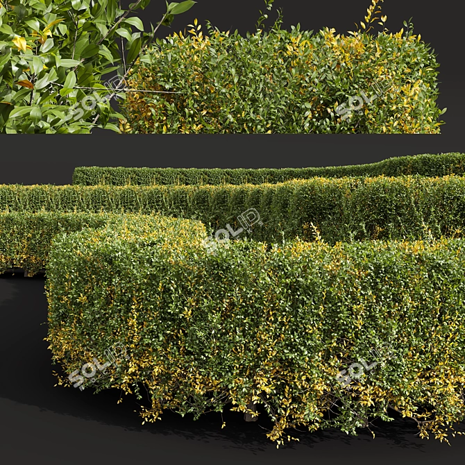 Waxyleaf Privet Plant Models 3D model image 3