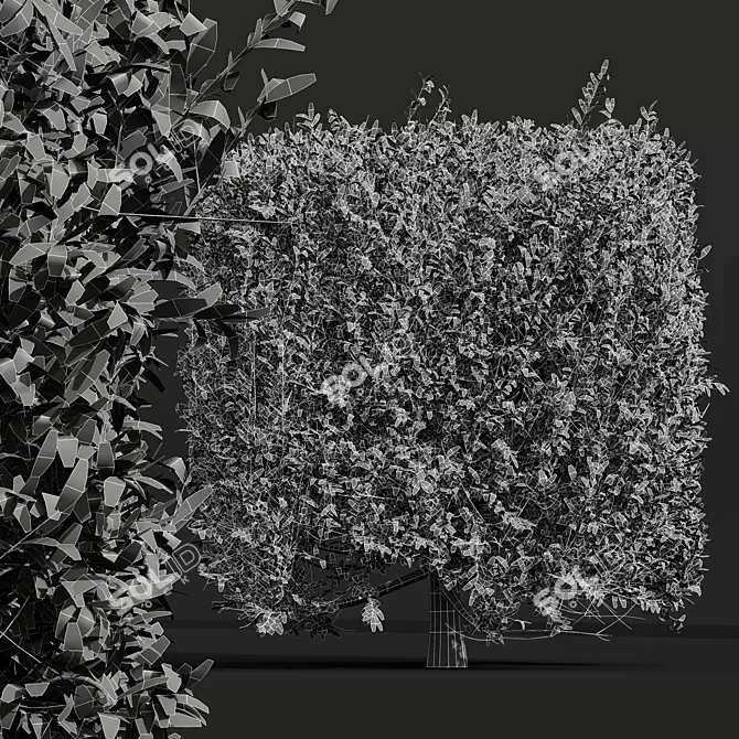 Waxyleaf Privet Plant Models 3D model image 4