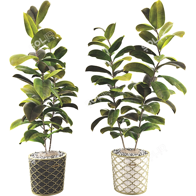 Rubber Plant 3D Model Kit 3D model image 1