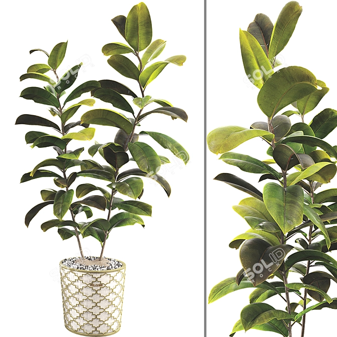 Rubber Plant 3D Model Kit 3D model image 2