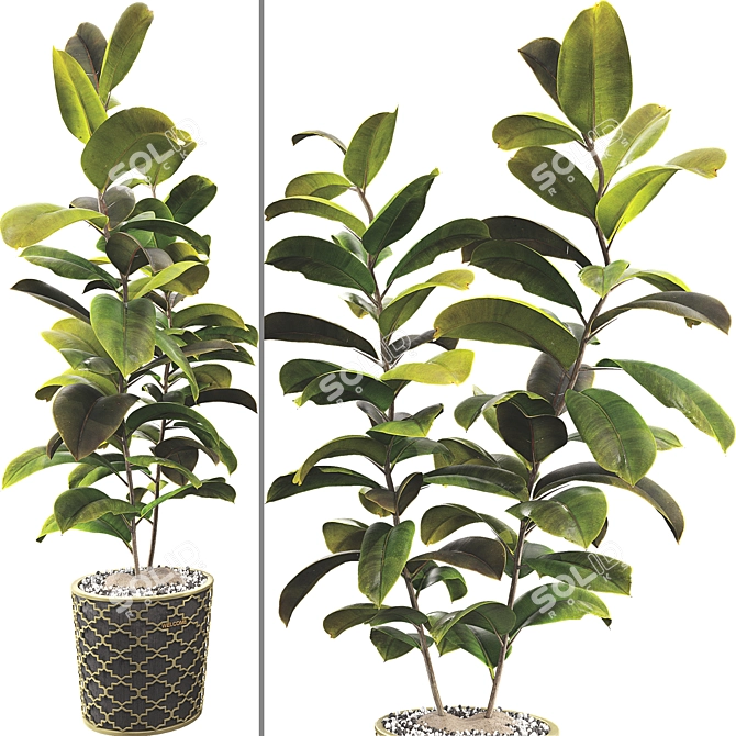 Rubber Plant 3D Model Kit 3D model image 3