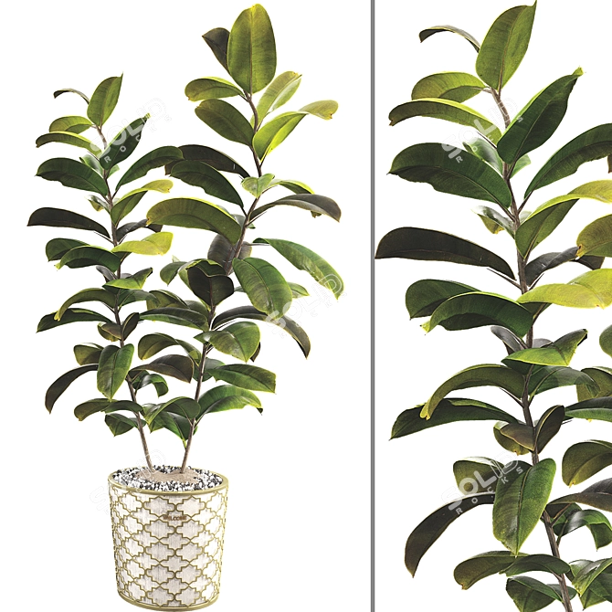 Rubber Plant 3D Model Kit 3D model image 4