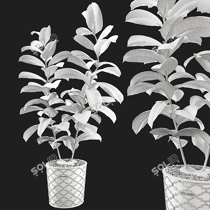 Rubber Plant 3D Model Kit 3D model image 5