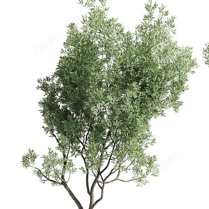 Rustic Olive Tree Concrete Vase 3D model image 3