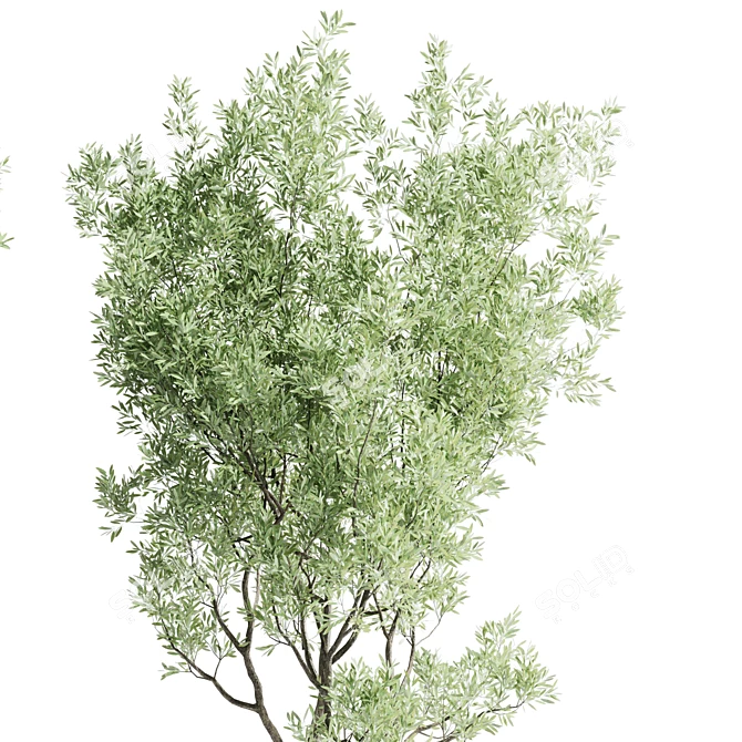 Rustic Olive Tree Concrete Vase 3D model image 4