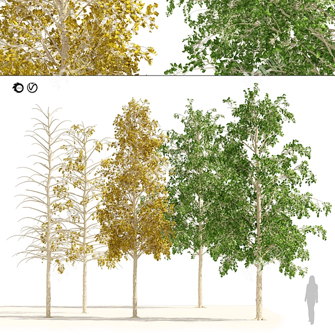 Quaking Aspen Tree Collection 3D model image 1