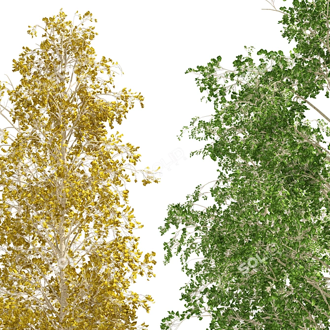 Quaking Aspen Tree Collection 3D model image 2