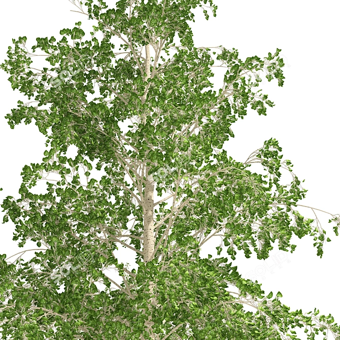 Quaking Aspen Tree Collection 3D model image 3