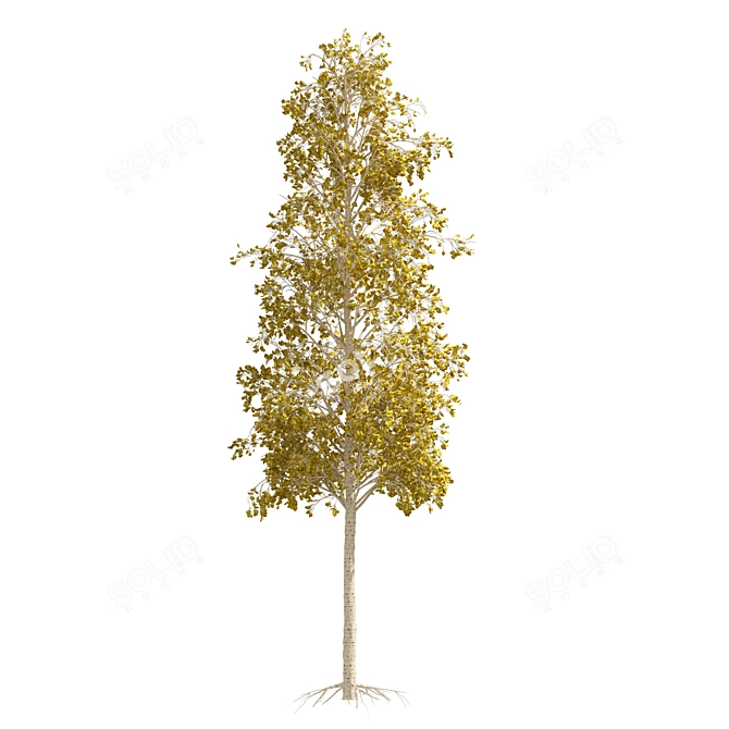 Quaking Aspen Tree Collection 3D model image 4