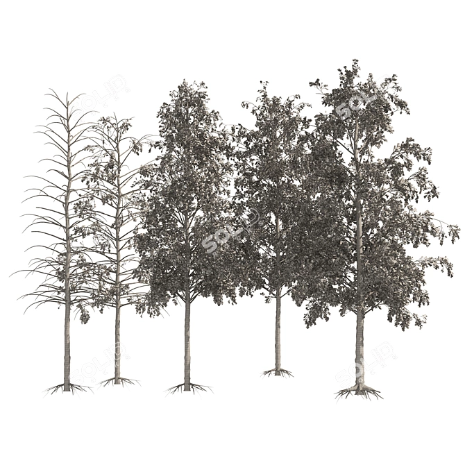 Quaking Aspen Tree Collection 3D model image 5