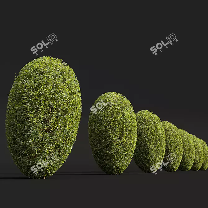 Ficus Concinna Bonsai Duo 3D 3D model image 3