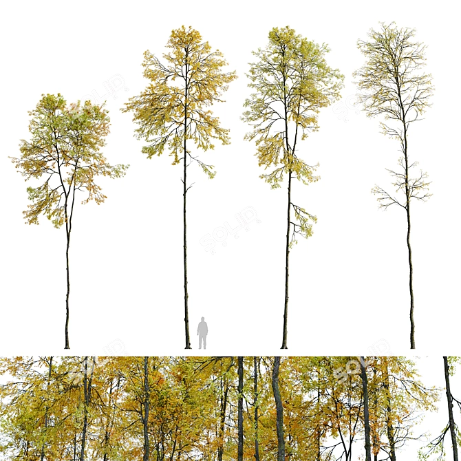 Autumn Forest Trees Collection 3D model image 1