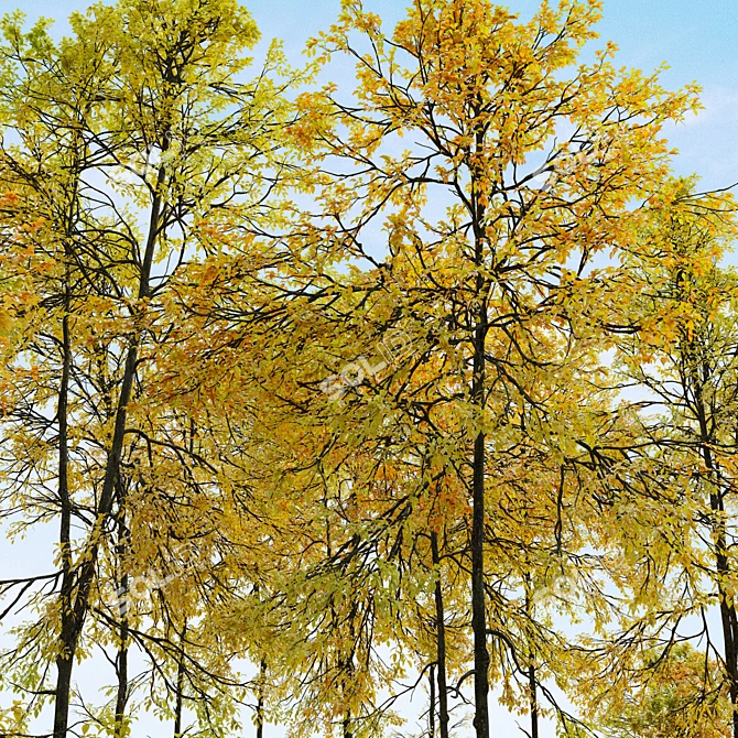 Autumn Forest Trees Collection 3D model image 5