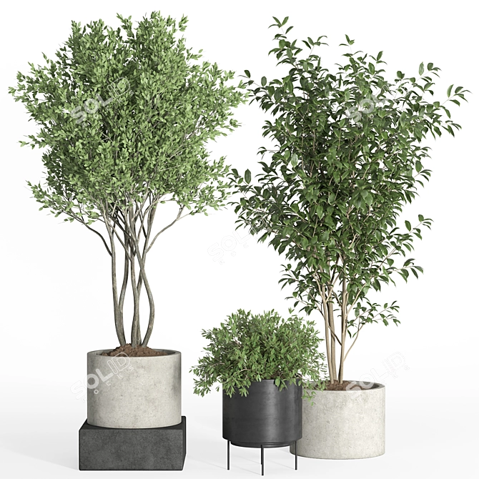 Modern Indoor Plant Set Eco-Friendly 3D model image 2