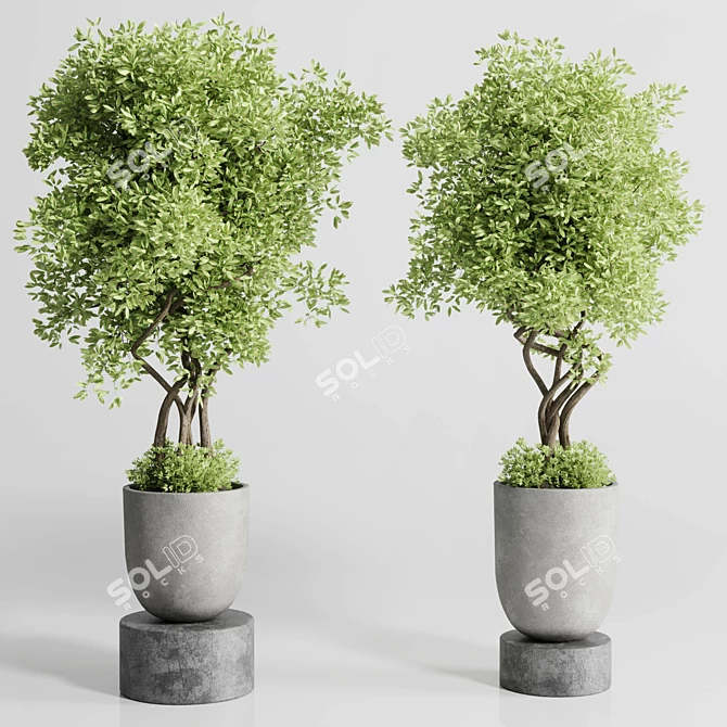 Concrete Indoor Plant Set 303 3D model image 3