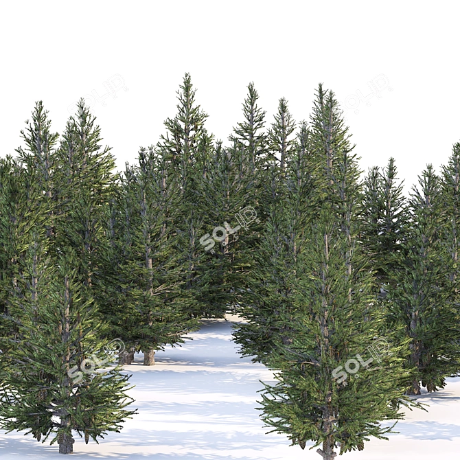 Spruce Forest 3D Model Render 3D model image 1