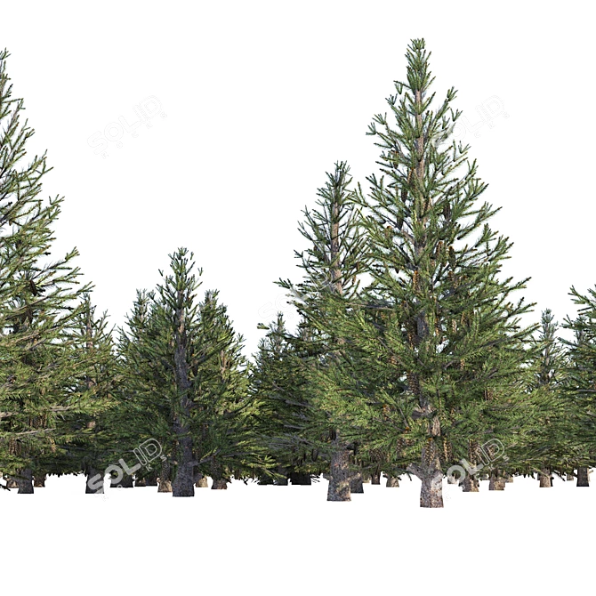 Spruce Forest 3D Model Render 3D model image 8