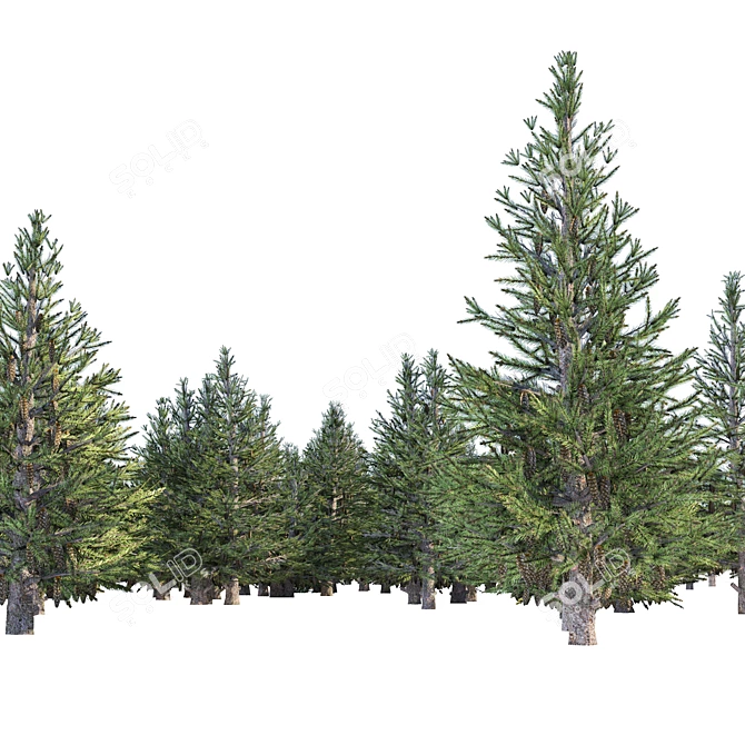 Spruce Forest 3D Model Render 3D model image 9