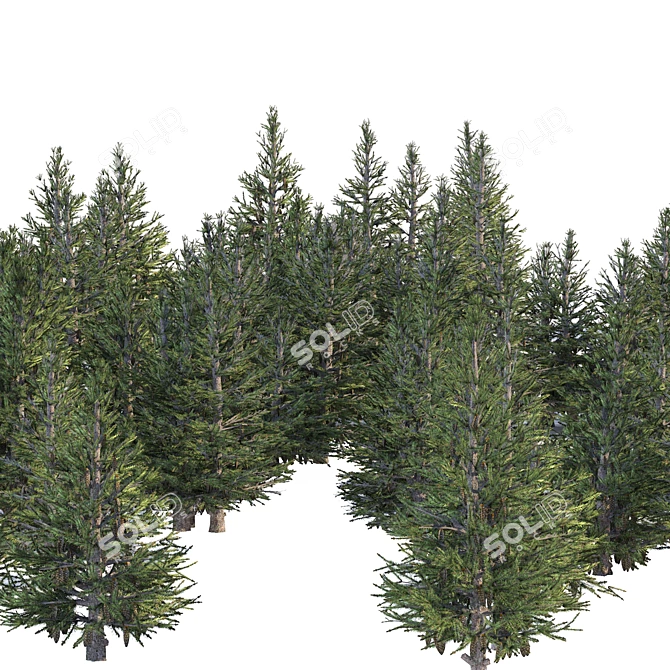 Spruce Forest 3D Model Render 3D model image 10