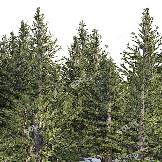 Spruce Forest 3D Model Render 3D model image 11