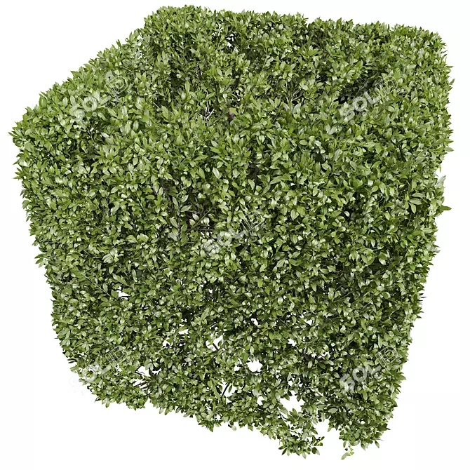 Lush Ligustrum Quihoui Privet Shrub 3D model image 3