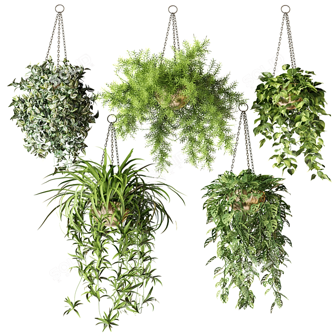 Hanging Plants in Half Spheres 3D model image 1