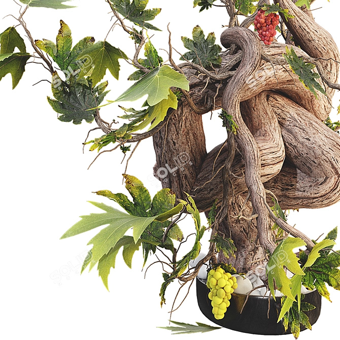 Grape Bonsai 3D Model Kit 3D model image 6