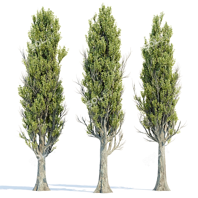 PBR Poplar Trees Collection Vol.145 3D model image 3