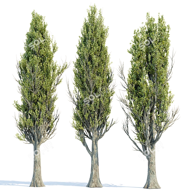 PBR Poplar Trees Collection Vol.145 3D model image 4