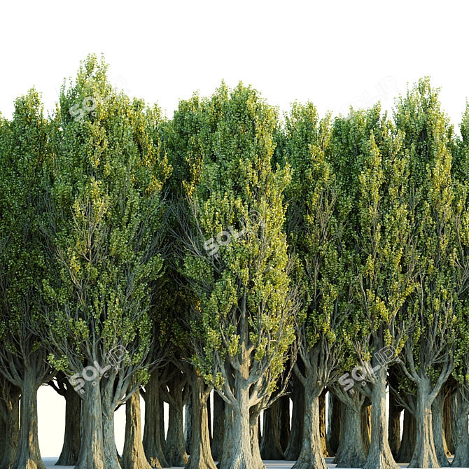 PBR Poplar Trees Collection Vol.145 3D model image 5