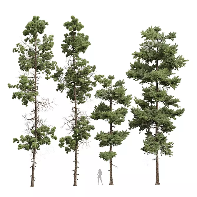 Pinus Echinata Palustris Tree Models 3D model image 1