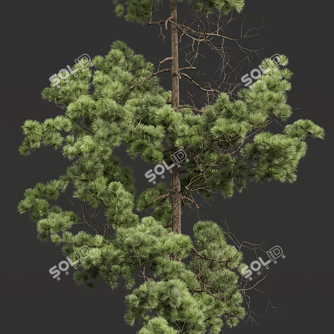 Pinus Echinata Palustris Tree Models 3D model image 2