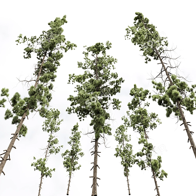 Pinus Echinata Palustris Tree Models 3D model image 3