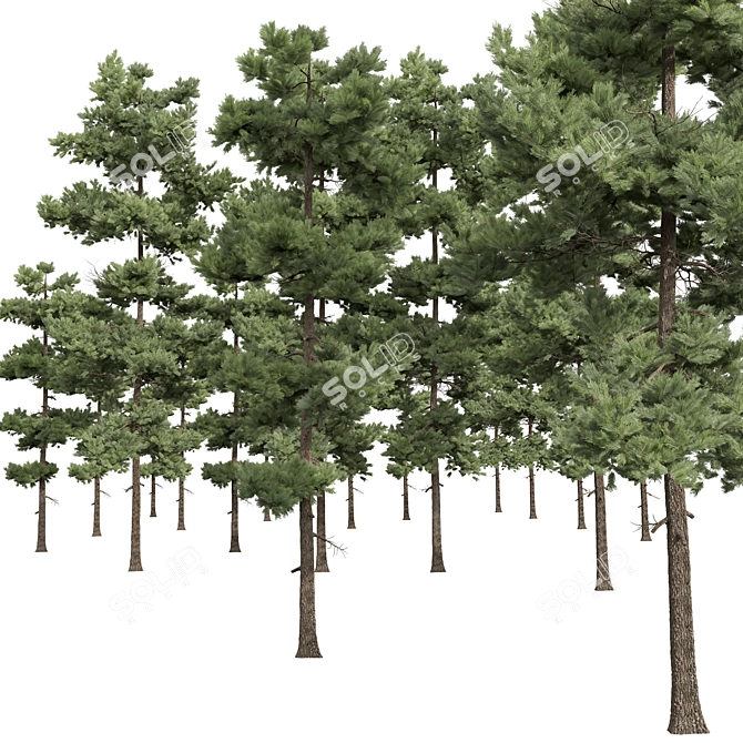 Pinus Echinata Palustris Tree Models 3D model image 4
