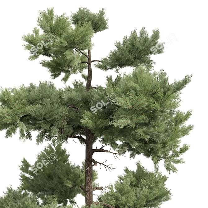 Pinus Echinata Palustris Tree Models 3D model image 5