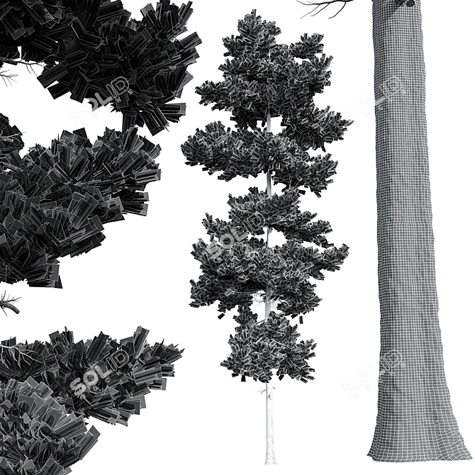 Pinus Echinata Palustris Tree Models 3D model image 6