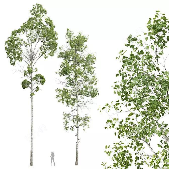 Aspen Populus Tremuloides 3D Trees 3D model image 1