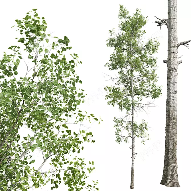 Aspen Populus Tremuloides 3D Trees 3D model image 3