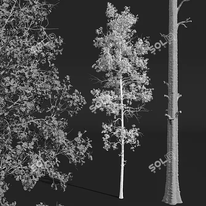 Aspen Populus Tremuloides 3D Trees 3D model image 4