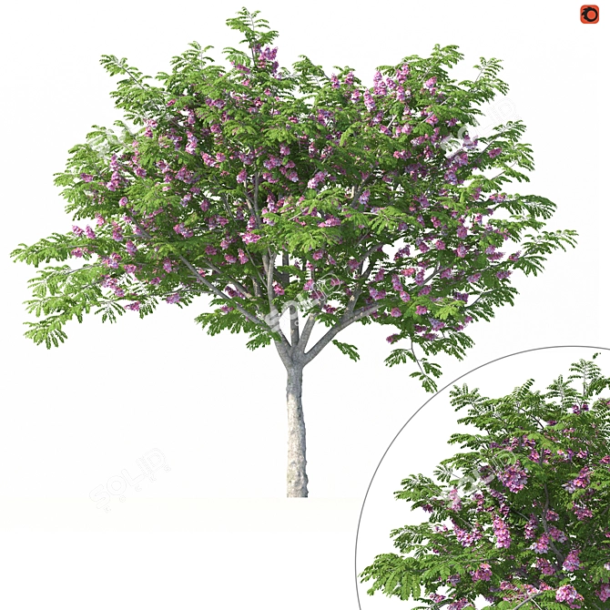 Indoor Plant Cassia Javanica Model 3D model image 1