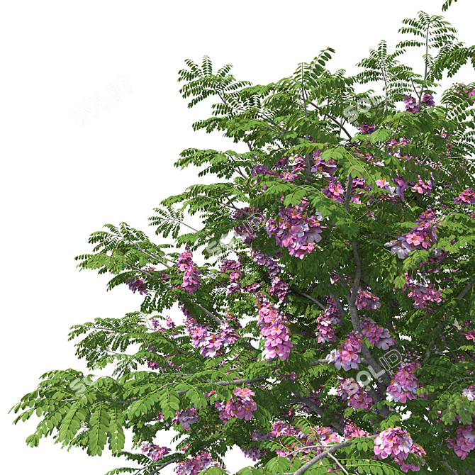 Indoor Plant Cassia Javanica Model 3D model image 2