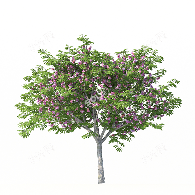 Indoor Plant Cassia Javanica Model 3D model image 3