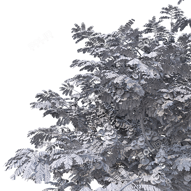 Indoor Plant Cassia Javanica Model 3D model image 5