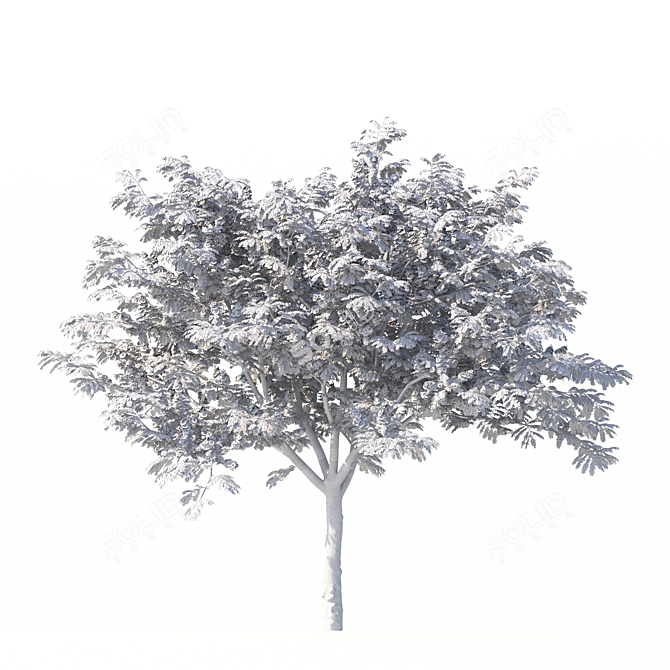 Indoor Plant Cassia Javanica Model 3D model image 6