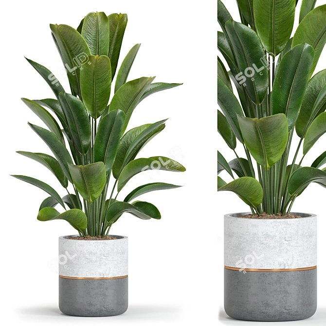 Corona Plant Collection 53 3D model image 1