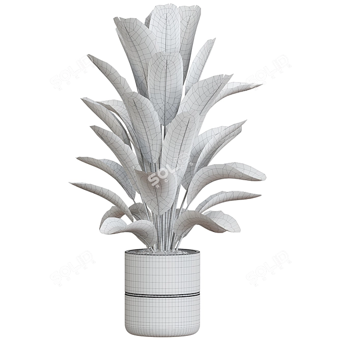 Corona Plant Collection 53 3D model image 2