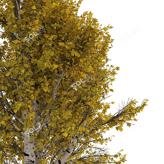 Autumn Birch Tree 3D Model 3D model image 3