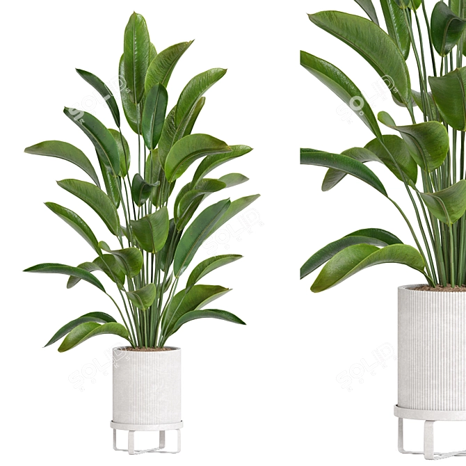 Modern Plant Collection 55 3D model image 1