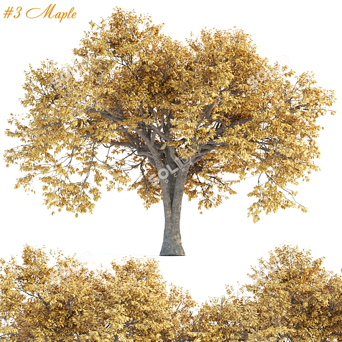 Autumn Maple Tree 3D Models 3D model image 1